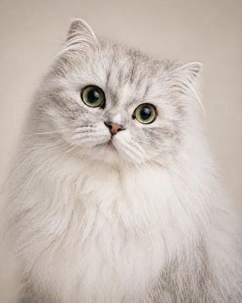 银白色长毛猫 Mono 的近景肖像。它圆脸、蓬松，绿色的大眼睛微微看向镜头外侧，浅色背景被柔和虚化。